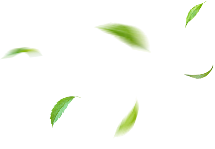 leaf
